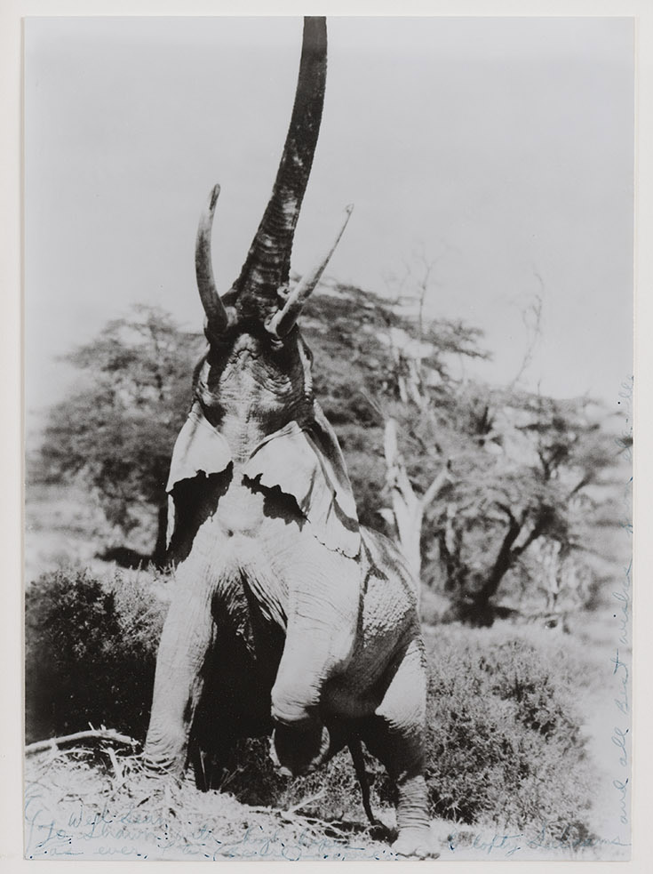 Artist Peter Beard - Work 3